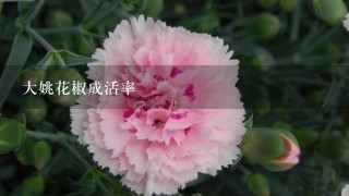 大姚花椒成活率