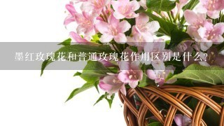 墨红玫瑰花和普通玫瑰花作用区别是什么？