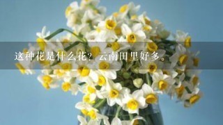 这种花是什么花？云南田里好多。