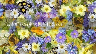 云南鲜花温室大棚种什么花好