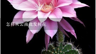 怎样从云南批发鲜花