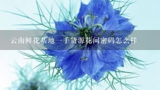 云南鲜花基地1手货源花间密码怎么样