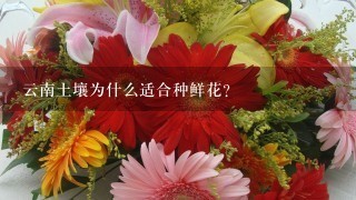 云南土壤为什么适合种鲜花？