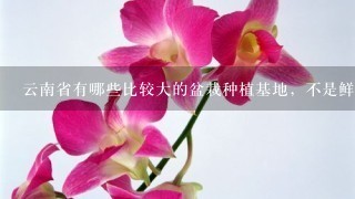 云南省有哪些比较大的盆栽种植基地，不是鲜花，最好能知道详细1点的地址？