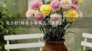 花小好|鲜花小雏菊怎么水养？