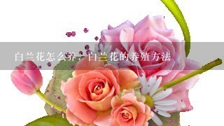 白兰花怎么养，白兰花的养殖方法