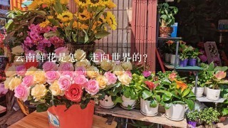 云南鲜花是怎么走向世界的？