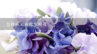 怎样从云南批发鲜花