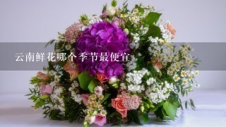 云南鲜花哪个季节最便宜