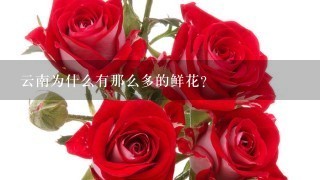 云南为什么有那么多的鲜花？