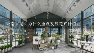 云南省昆明为什么重点发展花卉种植业