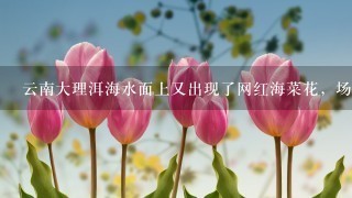 云南大理洱海水面上又出现了网红海菜花，场景怎样？