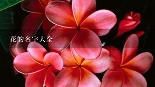 花的名字大全