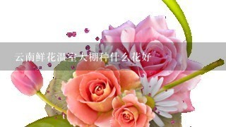 云南鲜花温室大棚种什么花好