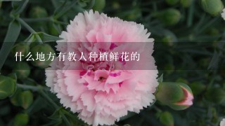 什么地方有教人种植鲜花的