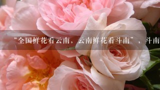 “全国鲜花看云南，云南鲜花看斗南”，斗南花市距昆明市区约18公里，是亚洲最大的鲜花交易市场，也是中国最大的花卉交易市场...