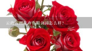 云南5洲花卉有限公司怎么样？