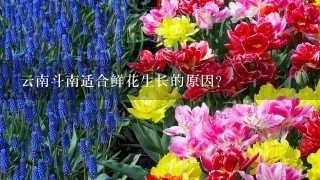 云南斗南适合鲜花生长的原因？