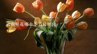 云南鲜花哪个季节最便宜