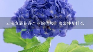 云南发展花卉产业的优势自然条件是什么