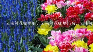 云南鲜花哪里好，云南鲜花哪里出名，云南鲜花哪里可以买得到。