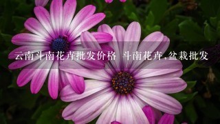 云南斗南花卉批发价格 斗南花卉,盆栽批发