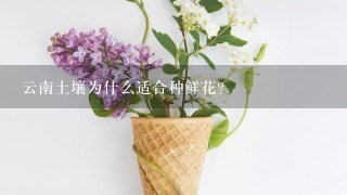 云南土壤为什么适合种鲜花？