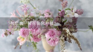 “勿忘我”鲜花如何种植？