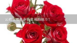 云南有哪些春游赏花的地方？