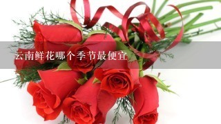 云南鲜花哪个季节最便宜