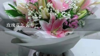 玫瑰花怎么养？