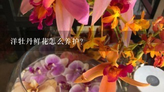 洋牡丹鲜花怎么养护？