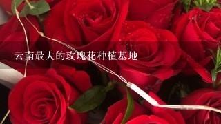 云南最大的玫瑰花种植基地