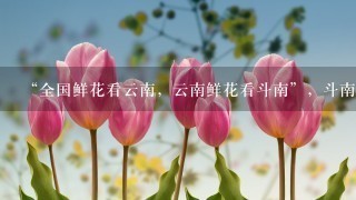 “全国鲜花看云南，云南鲜花看斗南”，斗南花市距昆明市区约18公里，是亚洲最大的鲜花交易市场，也是中国最大的花卉交易市场...