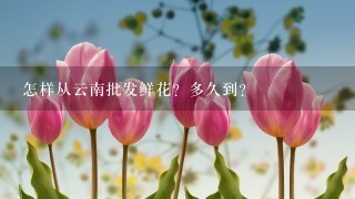 怎样从云南批发鲜花？多久到？