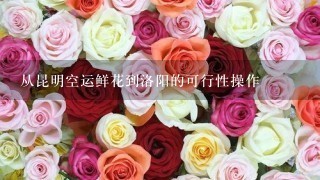 从昆明空运鲜花到洛阳的可行性操作