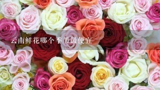 云南鲜花哪个季节最便宜