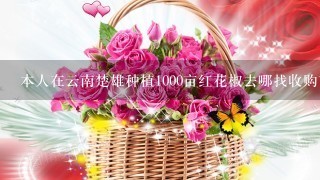 本人在云南楚雄种植1000亩红花椒去哪找收购商花椒