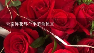 云南鲜花哪个季节最便宜