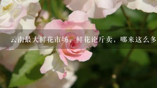 云南最大鲜花市场，鲜花论斤卖，哪来这么多鲜花？