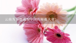 云南为何能成为中国的鲜花大省？