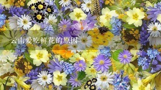 云南爱吃鲜花的原因