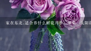 家在东北,适合养什么鲜花月季，雏菊，太阳花，薰衣草，玫瑰