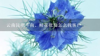 云南昆明斗南，鲜花批发怎么找客户