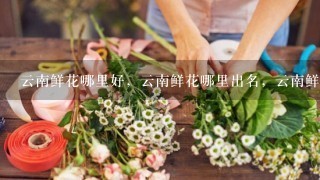 云南鲜花哪里好，云南鲜花哪里出名，云南鲜花哪里可以买得到。