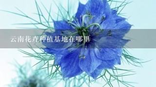 云南花卉种植基地在哪里