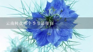 云南鲜花哪个季节最便宜