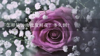 怎样从云南批发鲜花？多久到？