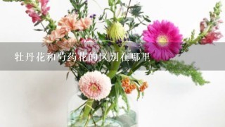 牡丹花和芍药花的区别在哪里