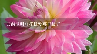 云南昆明鲜花批发哪里最好